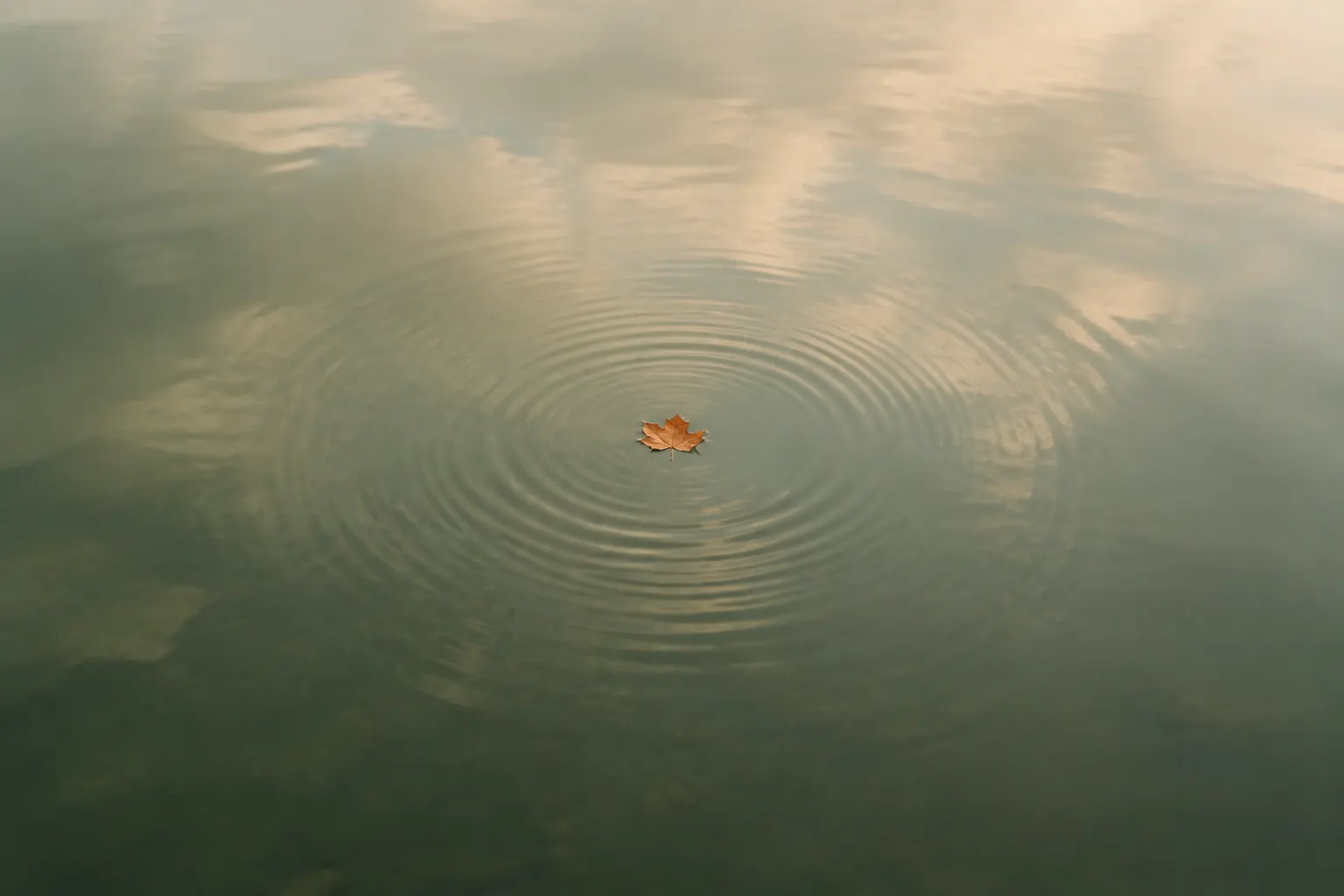 Slow concentric ripples on still water with a single small leaf near the centre
